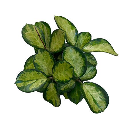 Hoya Australis 'Lisa' (Mum Çiçeği)