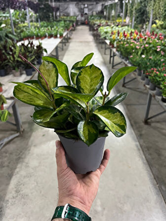 Hoya Australis 'Lisa' (Mum Çiçeği)