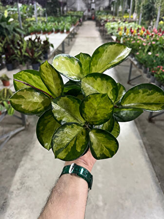 Hoya Australis 'Lisa' (Mum Çiçeği)