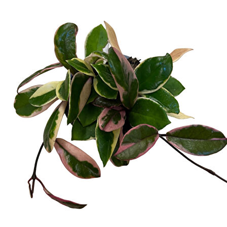 Hoya 'Flamingo Dream' (Mum Çiçeği)