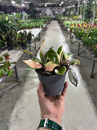 Hoya 'Flamingo Dream' (Mum Çiçeği)