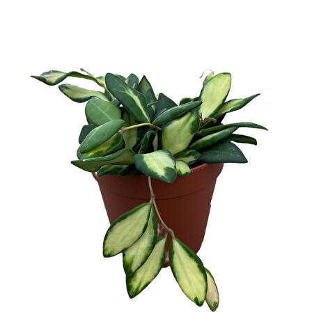 Hoya Burtoniae 'Variegata' (Mum Çiçeği)