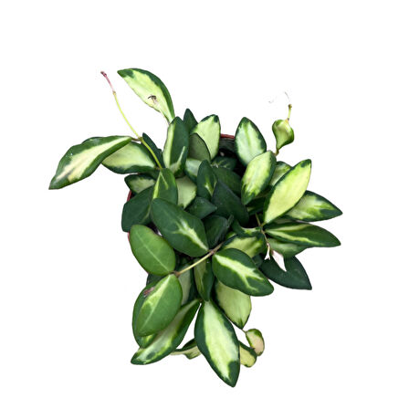 Hoya Burtoniae 'Variegata' (Mum Çiçeği)