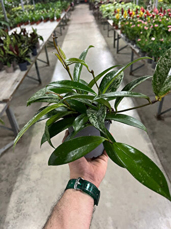Hoya Pubicalyx 'Silver Spots' (Mum Çiçeği)