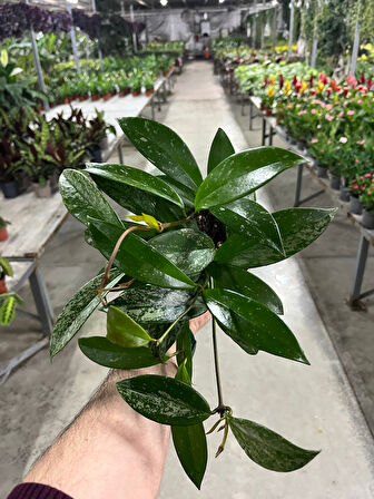 Hoya Pubicalyx 'Silver Spots' (Mum Çiçeği)