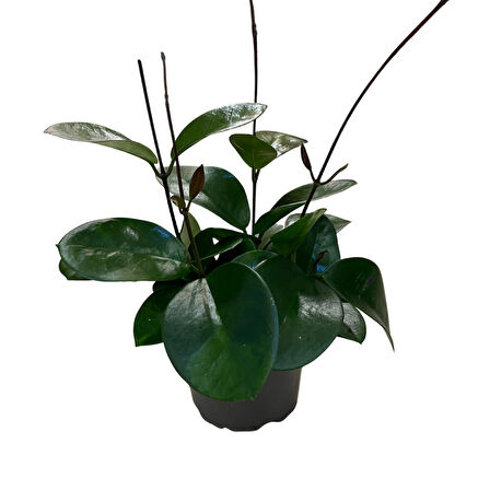 Hoya Australis (Mum Çiçeği)