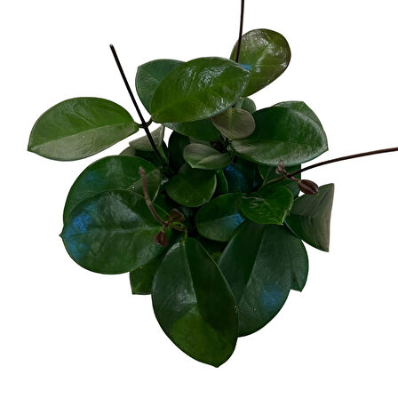 Hoya Australis (Mum Çiçeği)