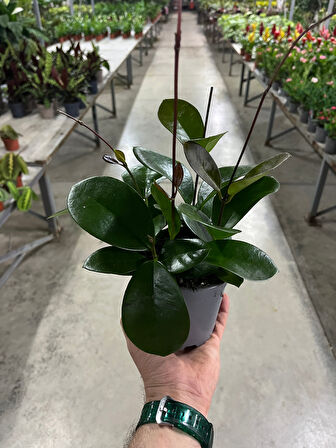 Hoya Australis (Mum Çiçeği)