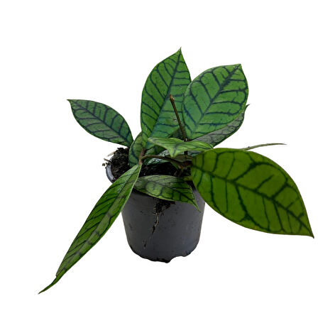 Hoya Callistophylla (Mum Çiçeği)