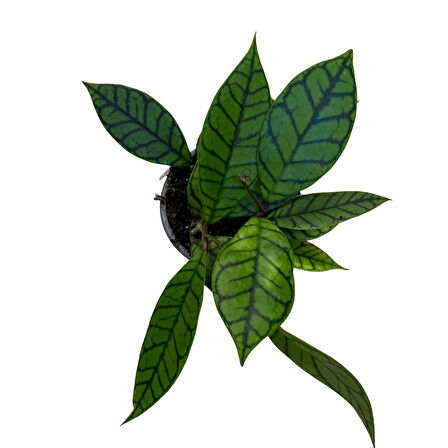 Hoya Callistophylla (Mum Çiçeği)