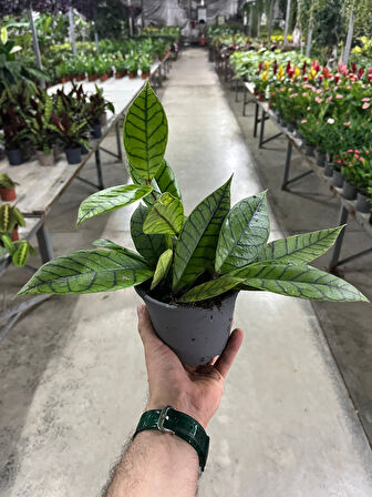 Hoya Callistophylla (Mum Çiçeği)