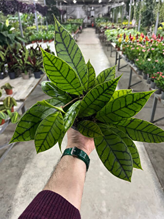 Hoya Callistophylla (Mum Çiçeği)