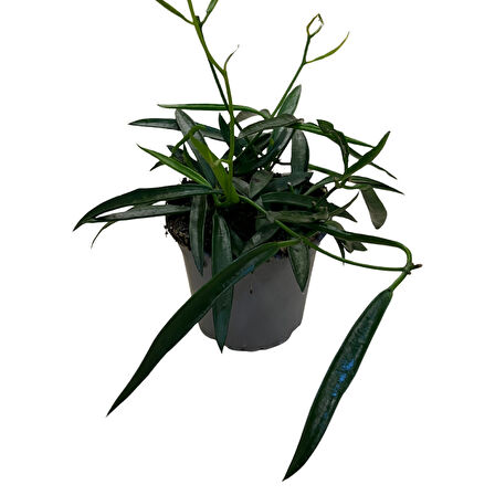 Hoya Longifolia (Mum Çiçeği)