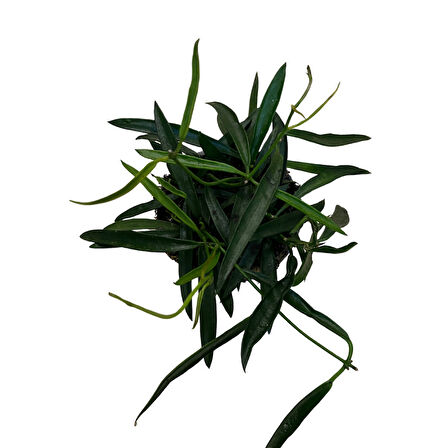 Hoya Longifolia (Mum Çiçeği)