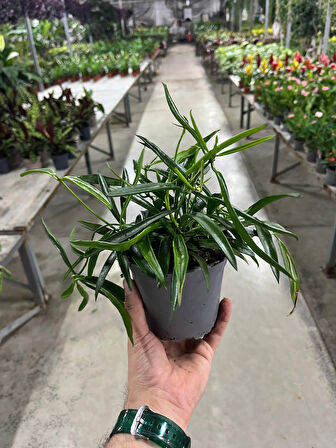 Hoya Longifolia (Mum Çiçeği)