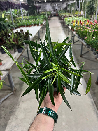 Hoya Longifolia (Mum Çiçeği)