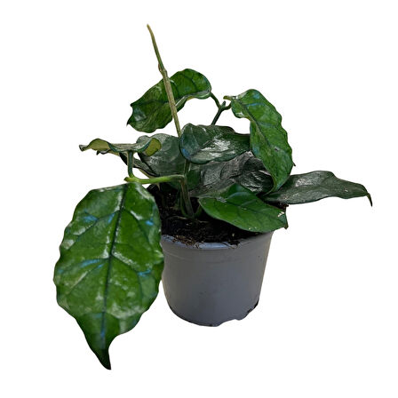 Hoya Villosa (Mum Çiçeği)