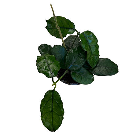 Hoya Villosa (Mum Çiçeği)