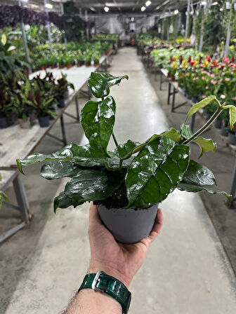 Hoya Villosa (Mum Çiçeği)