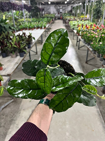 Hoya Villosa (Mum Çiçeği)