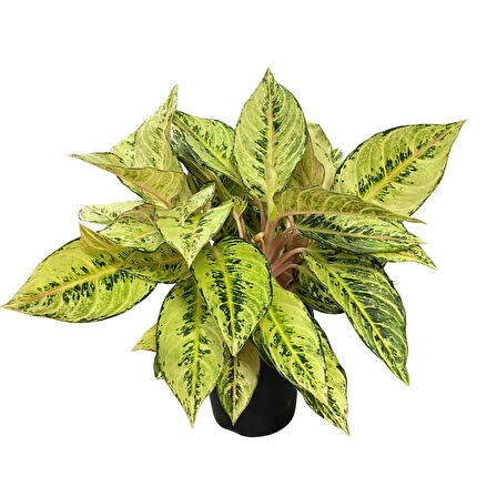 Aglaonema 'Chartreuse Pretty' (Çin Herdemyeşili)