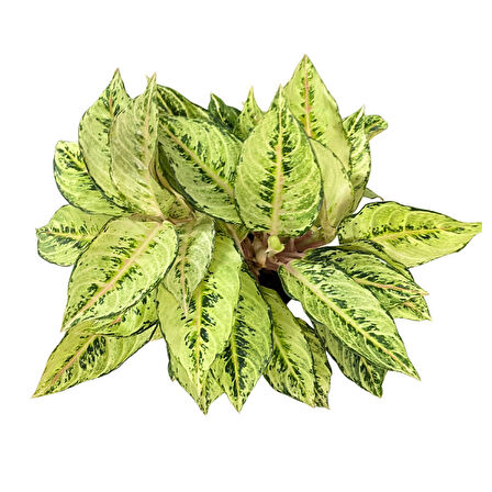 Aglaonema 'Chartreuse Pretty' (Çin Herdemyeşili)