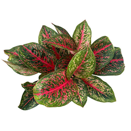 Aglaonema 'Lychee Red' (Çin Herdemyeşili)