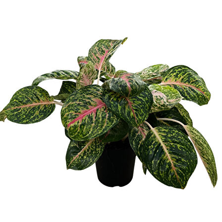 Aglaonema 'Spring Red' (Çin Herdemyeşili)
