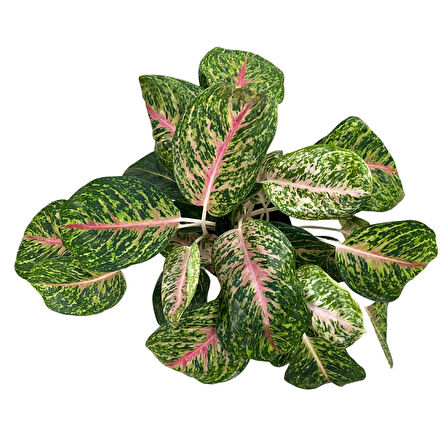 Aglaonema 'Spring Red' (Çin Herdemyeşili)