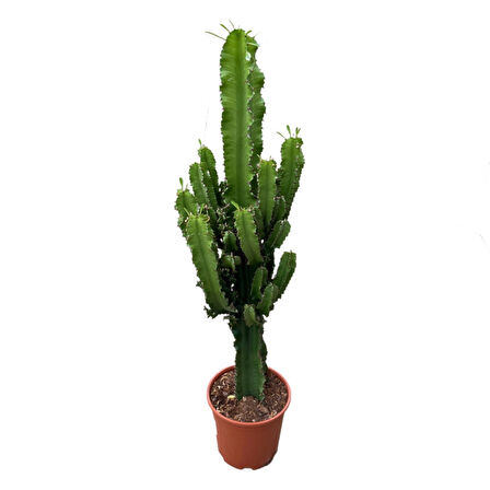 Euphorbia Ingens (Kaktüs)