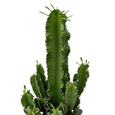 Euphorbia Ingens (Kaktüs)