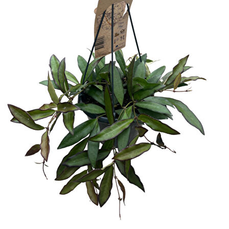 Hoya 'Rosita' (Mum Çiçeği)