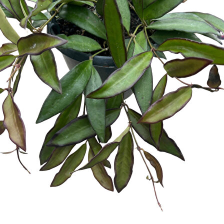 Hoya 'Rosita' (Mum Çiçeği)