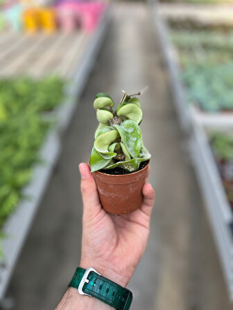 Hoya Carnosa 'Compacta' (Mum Çiçeği)