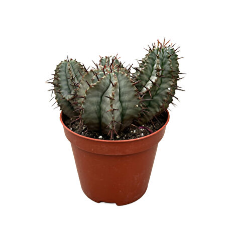 Euphorbia Horrida 'Hybrid' (Kaktüs)