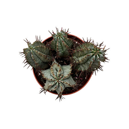 Euphorbia Horrida 'Hybrid' (Kaktüs)