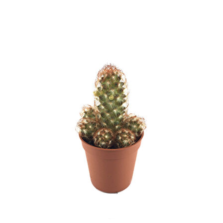 Mammillaria Elongata 'Copper King' (Kaktüs)