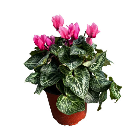Cyclamen Persicum 'Pink' (Sıklamen Çiçeği)
