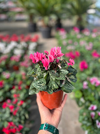 Cyclamen Persicum 'Pink' (Sıklamen Çiçeği)