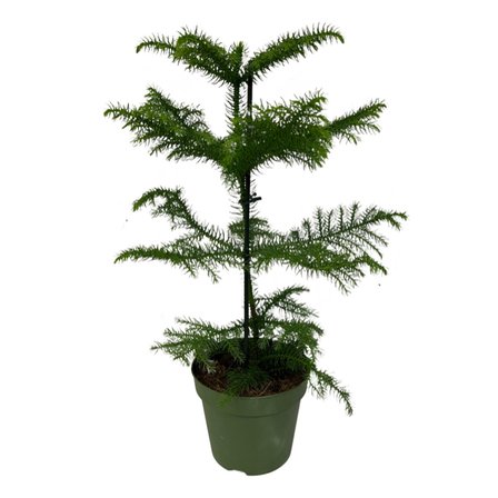 Araucaria Heterophylla (Salon Çamı)