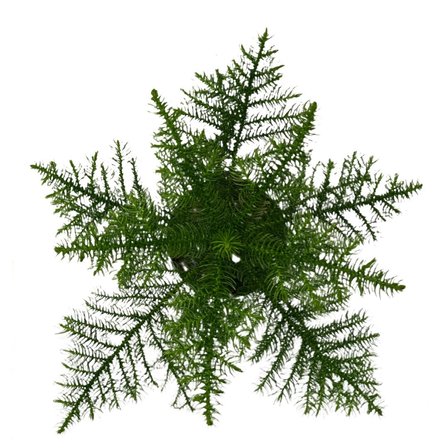 Araucaria Heterophylla (Salon Çamı)