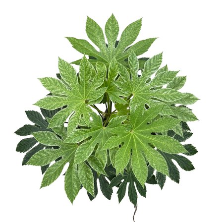 Fatsia Japonica 'Variegata' (Japon Çınarı)