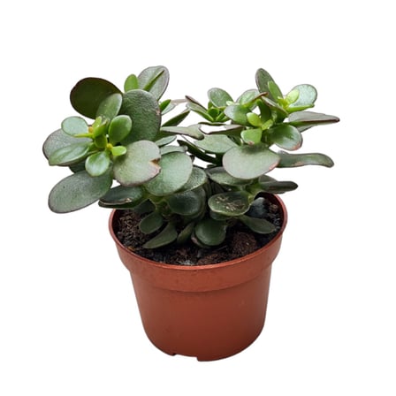 Crassula Ovata 'Minor' (Sukulent)