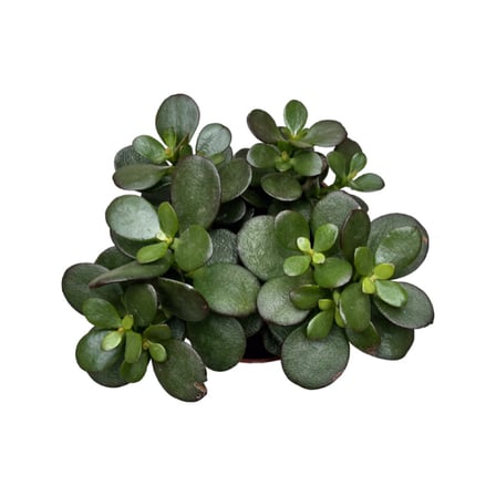 Crassula Ovata 'Minor' (Sukulent)