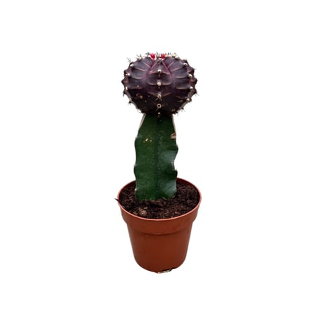 Gymnocalycium Mihanovichii - Bordo