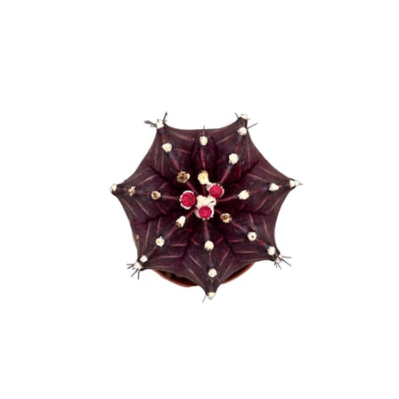 Gymnocalycium Mihanovichii - Bordo