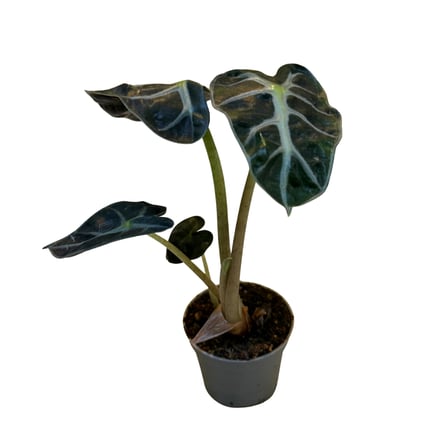 Alocasia 'Balloon Heart' (Fil Kulağı)