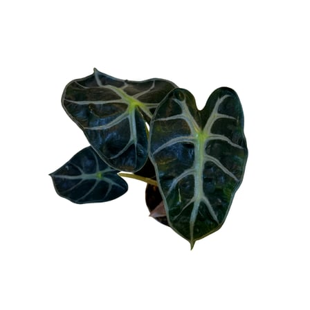 Alocasia 'Balloon Heart' (Fil Kulağı)