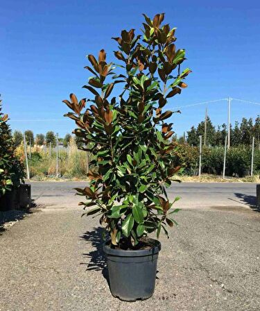 Manolya (Magnolia) Fıdanı 90-120 Cm. Tüplü 12 Ay Dikilebilir