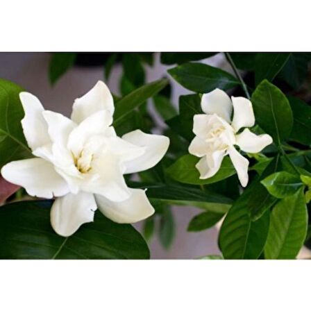 Gardenya Çiçeği Fidanı 10-20 cm
